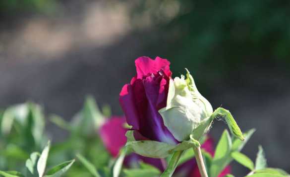 临夏现代职业学院
