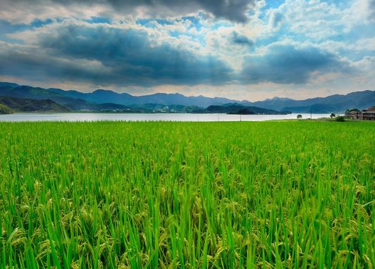 作物生产技术专业 作物生产技术专业