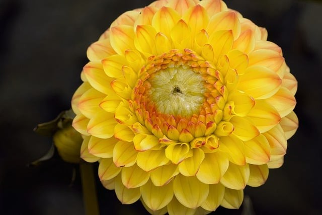 四川建筑职业技术学院单招，四川建筑职业技术学院单招招生简章