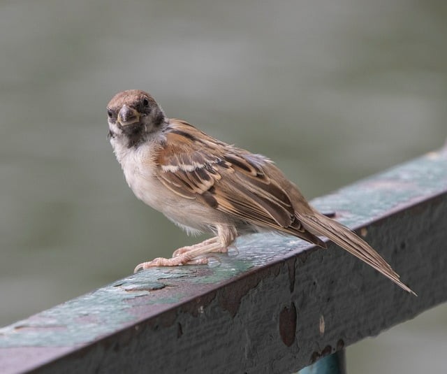 成都中职单招培训机构有哪些地方