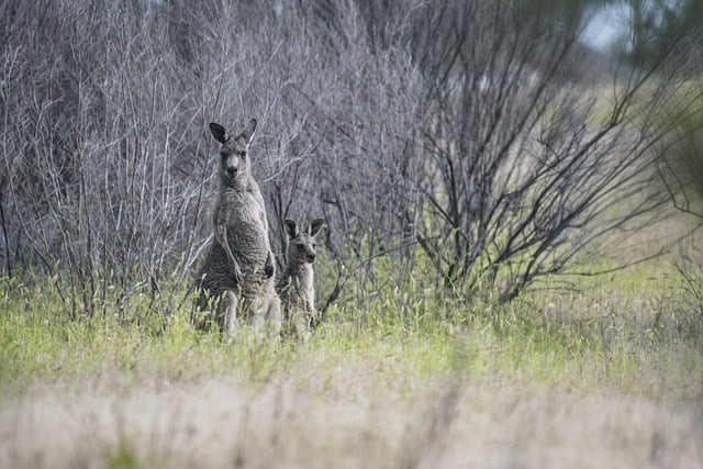 单招培训机构成都，单招培训学校成都
