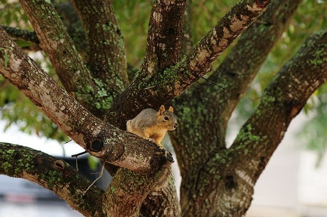 成都单招分数线民办