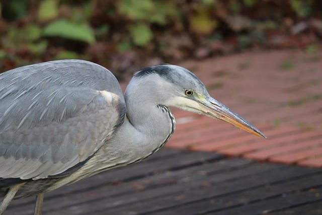 四川单招英语软件