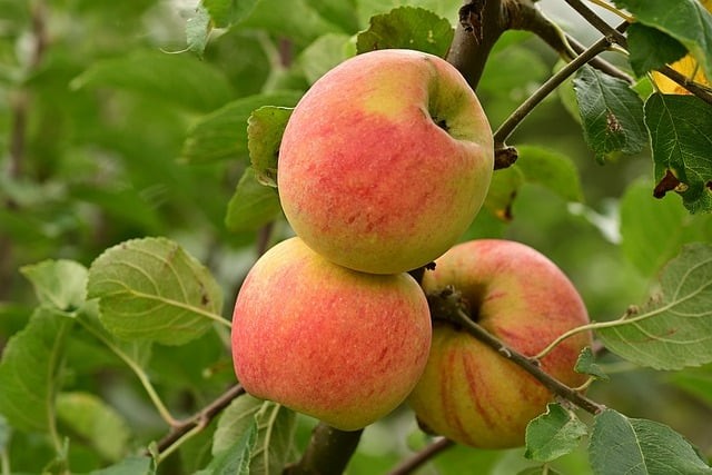 成都单招信息技术难吗