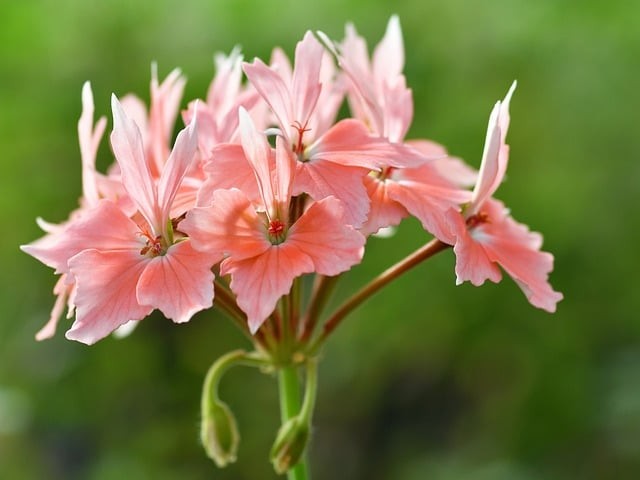 2026成都单招政策