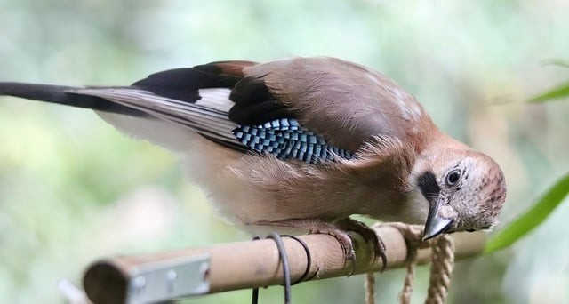 2026四川单招英语