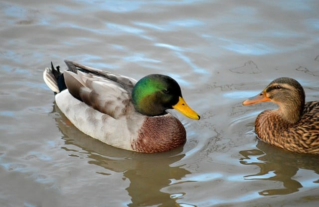 四川单招有哪些学校，四川单招有哪些学校有汽修专业