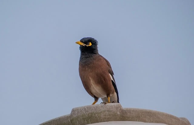 四川单招幼师，四川公办幼师学校单招