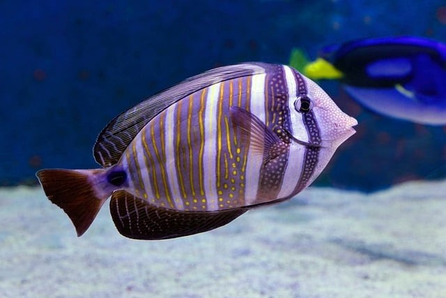 成都单招分数线低的大专