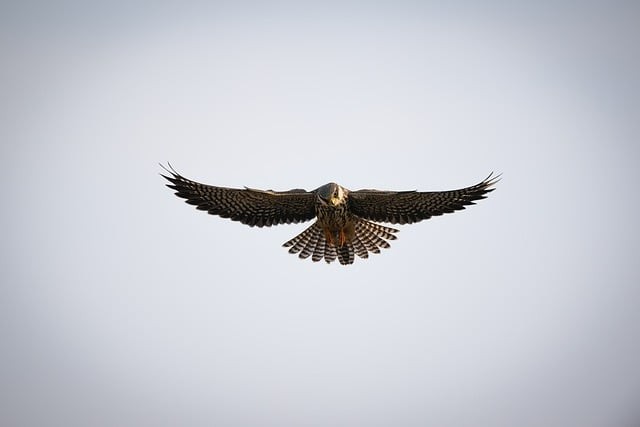 四川成都技校单招时间 四川成都技校单招时间
