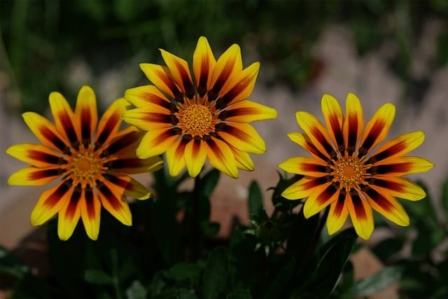 四川对口单招学校