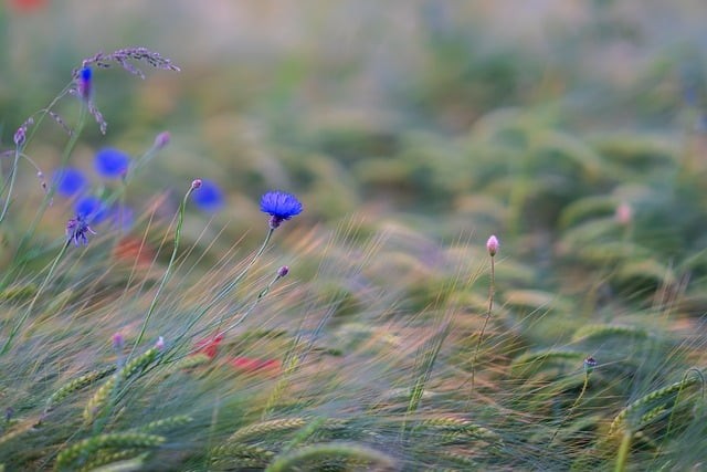 四川省中职单招英语