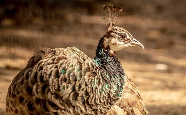 成都哪些单招培训好，成都单招培训学校排行榜