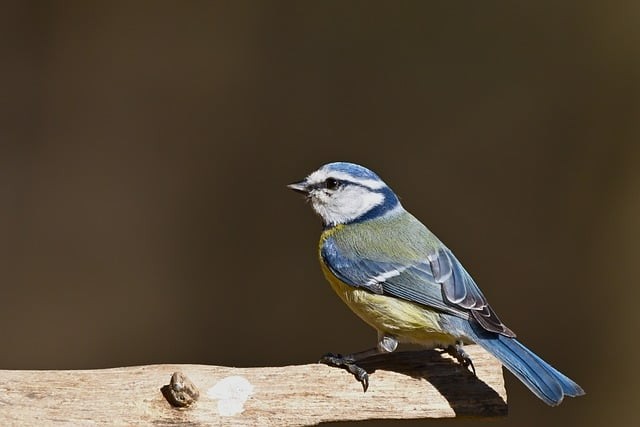 四川成都单招培训学校排名