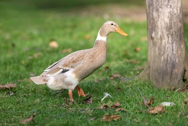 成都名扬单招培训机构怎么样
