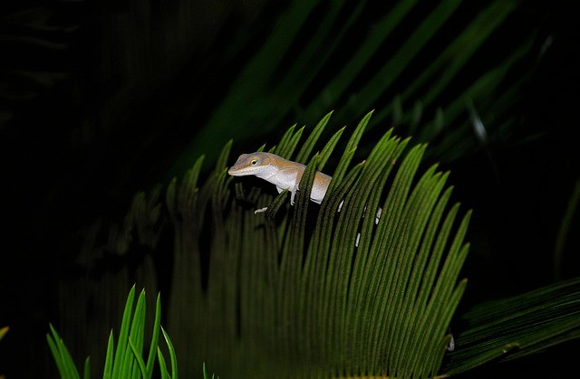 四川康复技术单招