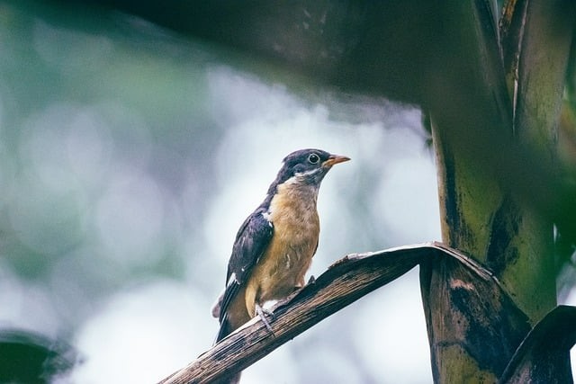 成都单招普高分数