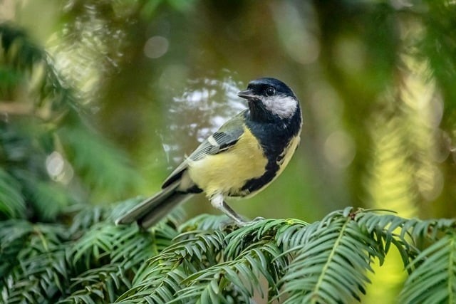 单招190分能上成都的哪些学校