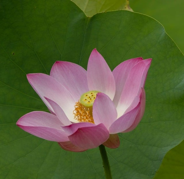 成都单招唐老师