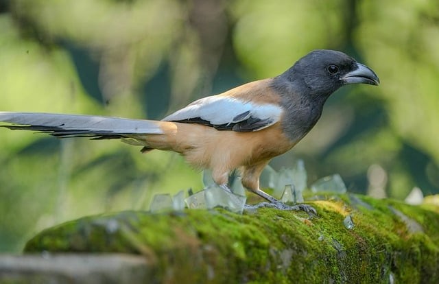 成都农科单招情况