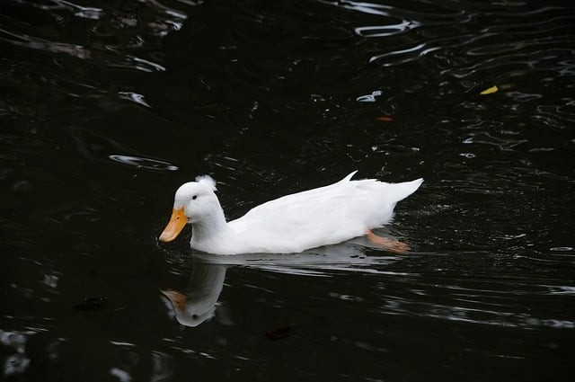 单招复习资料四川语文