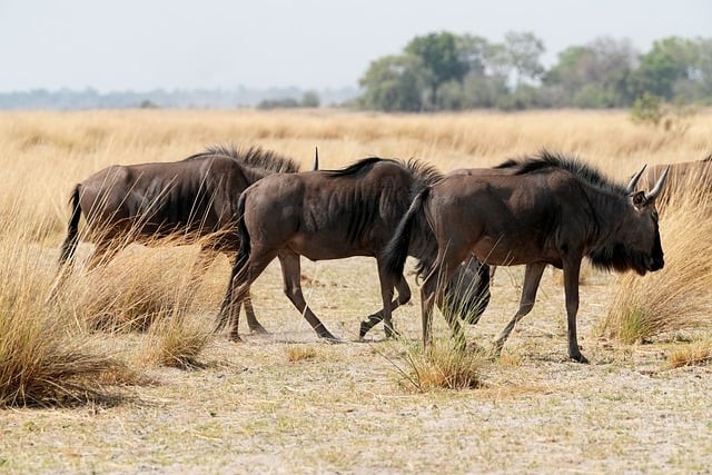 四川今年单招咋样