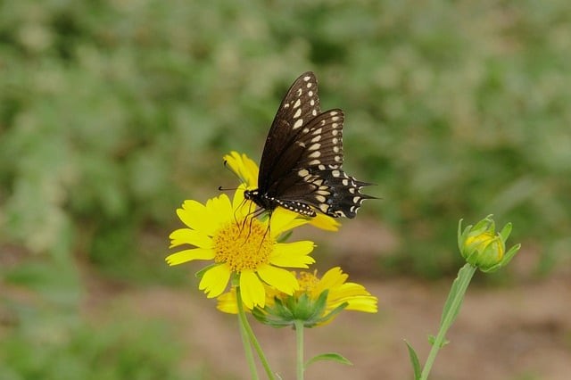 成都单招亚太培训基地，成都好的单招培训