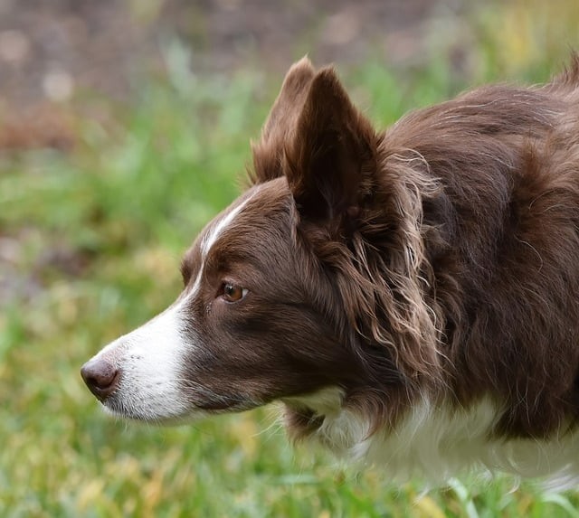 四川单招广职院