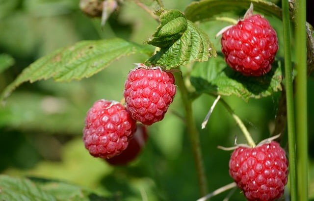 四川单招培训网课成都