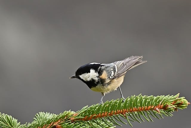 四川护理学院单招群