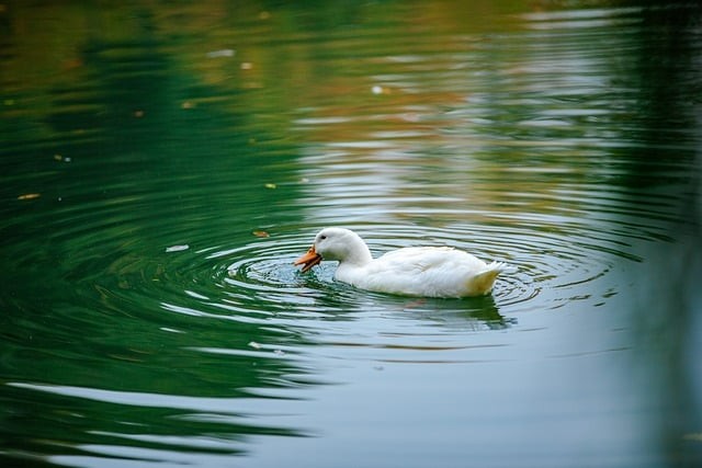 四川单招查成绩时间