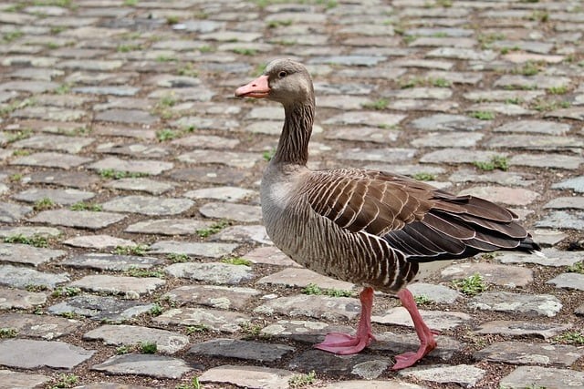 单招复读学校推荐成都 单招复读学校推荐成都