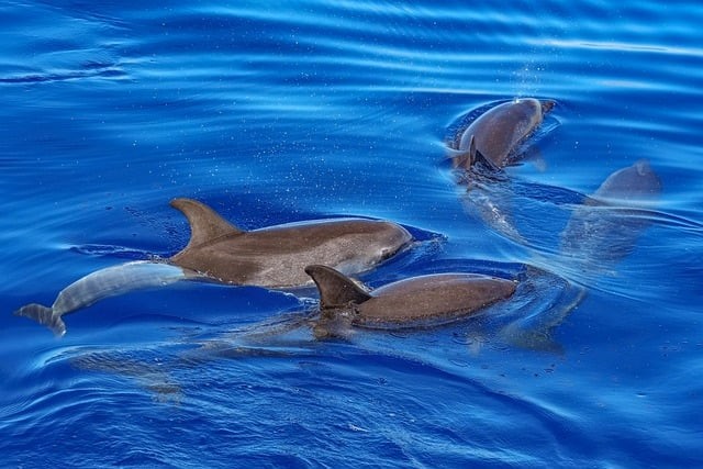 四川单招公办药学，四川单招公办药学院有哪些