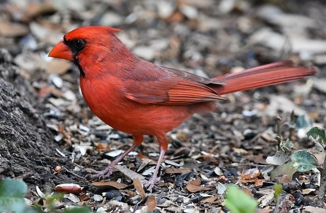 单招培训成都名师堂