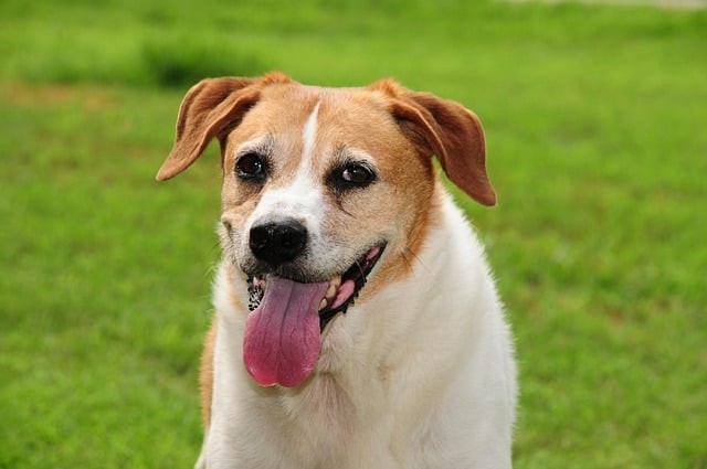 成都单招双高公办院校