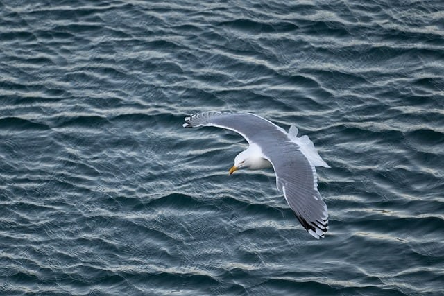 四川单招全日制本科