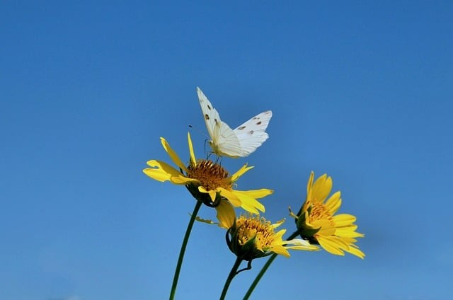 成都华阳单招培训学校，成都单招培训学校(位于成都成华区市区)