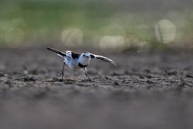 四川单招专科公办