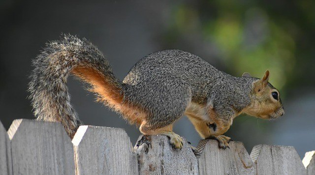 成都公办大专单招专业分数线