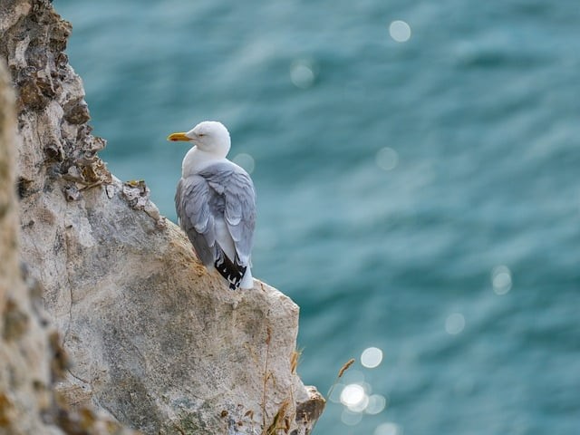 四川单招报名时间，四川单招报名时间表