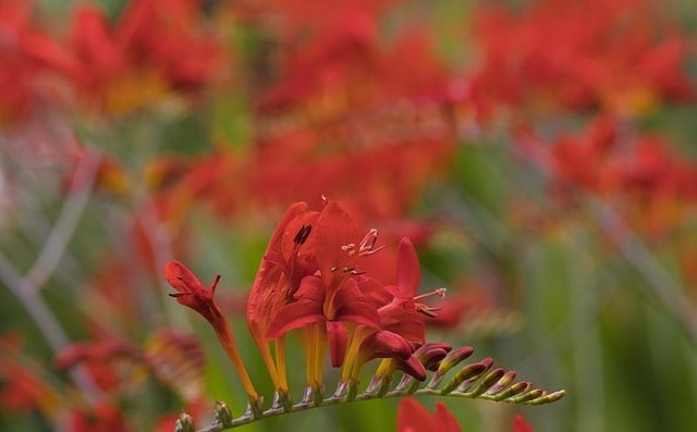 成都双流县单招培训哪个好