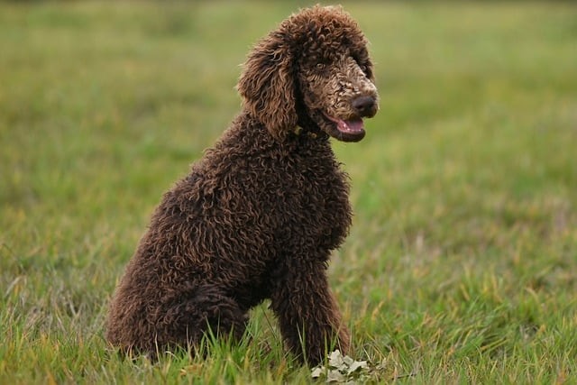 成都哪些单招培训值得推荐，成都有哪些单招培训学校比较好