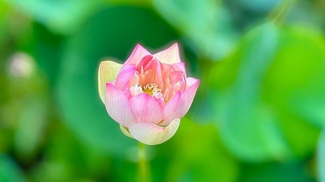 成都单招培训机构好进吗