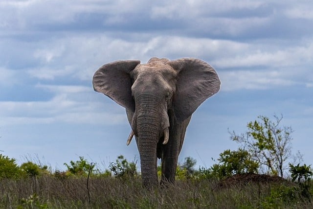 成都单招怎么自主复习