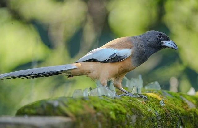 英语翻译四川单招