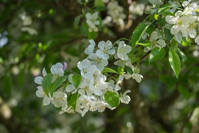 单招四川录取，四川省单招学校录取分数线