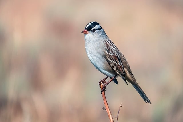 成都单招培训地方推荐，成都单招培训学校有哪些