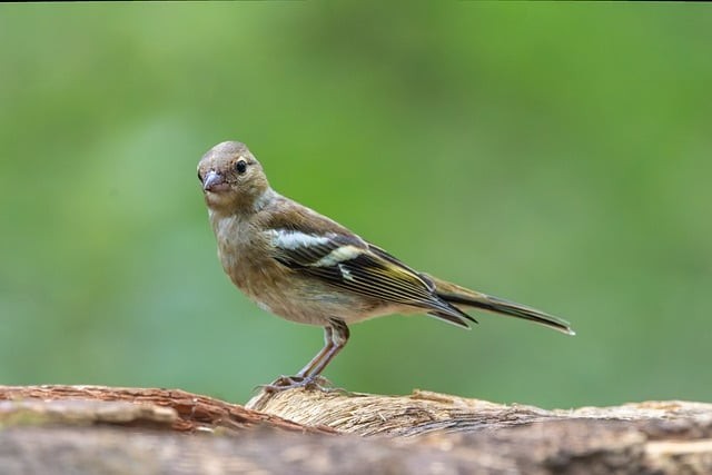 单招试卷四川真题试卷