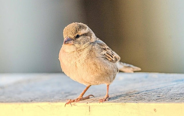 四川成都题单招题