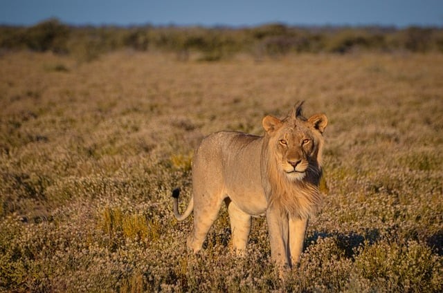 成都单招双高公办学校